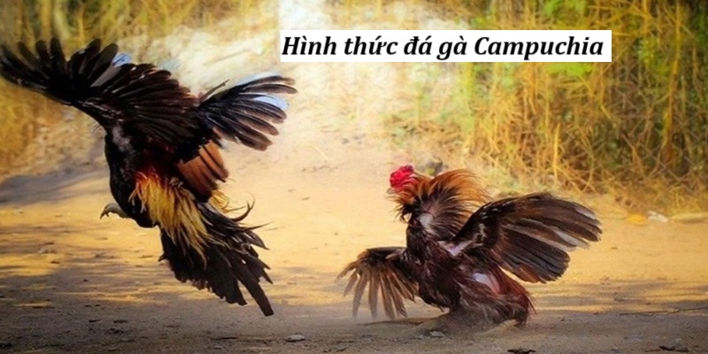 Hình thức đá gà Campuchia