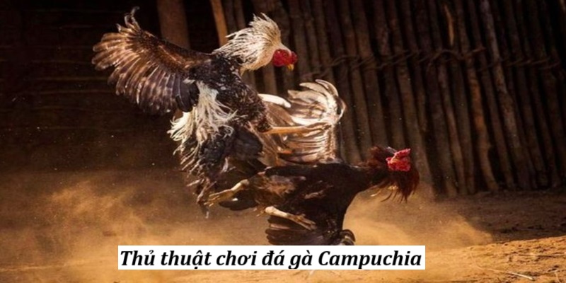 Thủ thuật chơi đá gà Campuchia