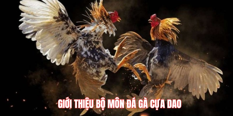 Sơ lược thông tin cần biết về bộ môn đá gà cựa dao