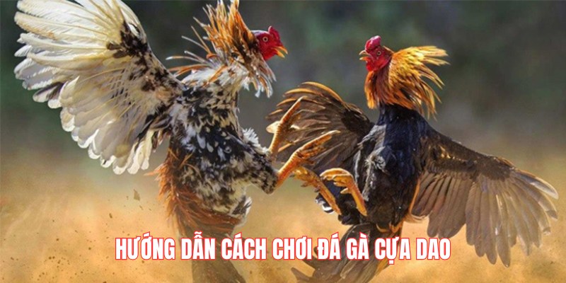 Hướng dẫn chơi gà chọi cựa dao trực tuyến tại 88CLB