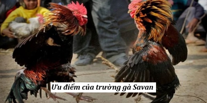 Ưu điểm của trường gà Savan 